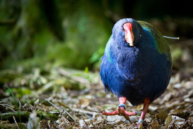 Zealandia - Twilight Guided Eco Wildlife Tour - Additional Information