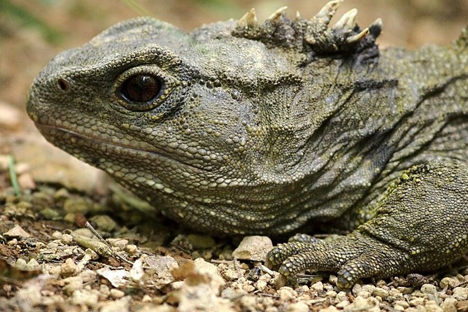 Zealandia - Twilight Guided Eco Wildlife Tour - Positive Traveler Reviews