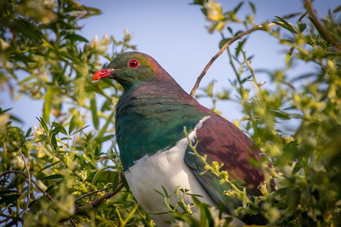 Zealandia - Twilight Guided Eco Wildlife Tour - Rare Wildlife Sightings