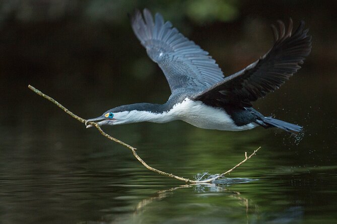 Zealandia - Twilight Guided Eco Wildlife Tour - Guided Walking Tour