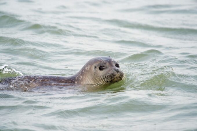 Zeebrugge: Seal Watching Boat Tour With Glass of Champagne - Frequently Asked Questions