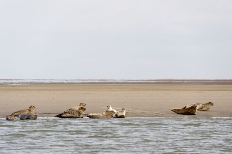 Zeebrugge: Seal Watching Boat Tour With Glass of Champagne - Seal Watching in Zeebrugge