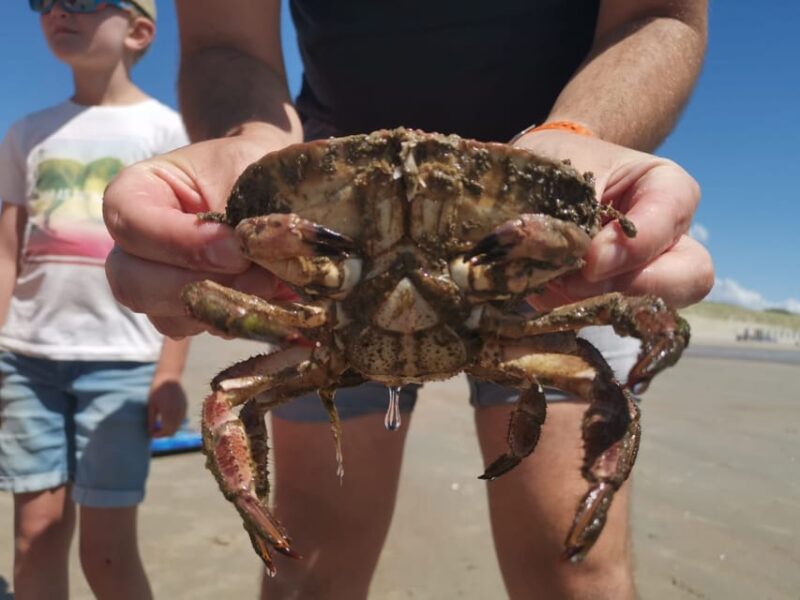 Zeeland Strand Safari Met Sleepnet Nl/En/De - Key Points