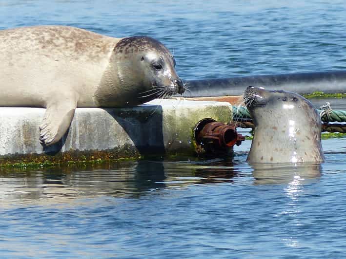Zeeland Zeehonden Strand Safari Nl/En/De - Marine Life Encounters