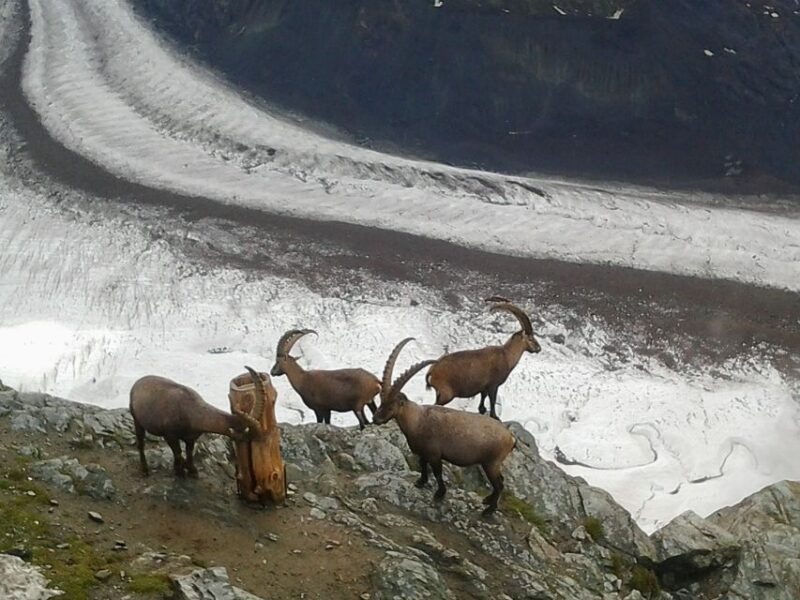 Zermatt: Village Walk and Mt. Gornergrat Private Tour - Booking and Logistics