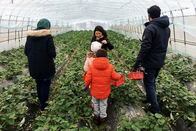 Zhujiajiao Water Town Private Tour With Local Farm Visit and Fruit Picking - Highlights of the Private Tour Itinerary