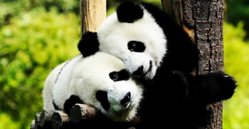 Zhujiajiao Water Town Private Tour With Shanghai Zoo & Panda - Itinerary Highlights