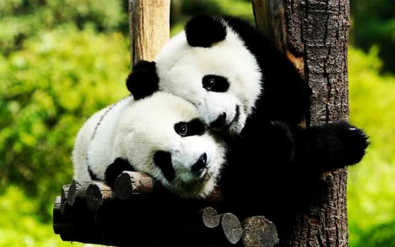 Zhujiajiao Water Town Private Tour With Shanghai Zoo & Panda - Experience Features
