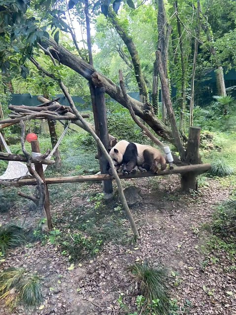 Zhujiajiao Water Town Private Tour With Shanghai Zoo & Panda - Customer Feedback