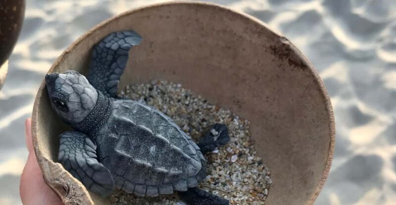 Zihuatanejo, Guerrero: Turtle Release Experience - Experience Highlights