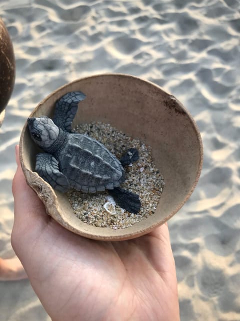 Zihuatanejo, Guerrero: Turtle Release Experience - Frequently Asked Questions