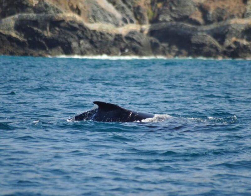 Zihuatanejo: Marine Life Observation Tour - Inclusions and Amenities