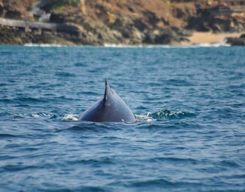 Zihuatanejo: Marine Life Observation Tour - Booking Details