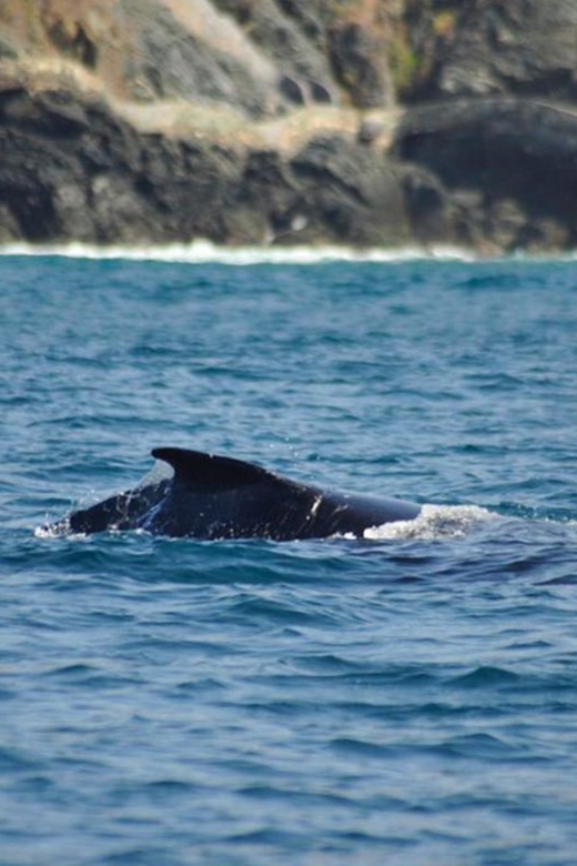 Zihuatanejo: Marine Life Observation Tour - Languages Offered