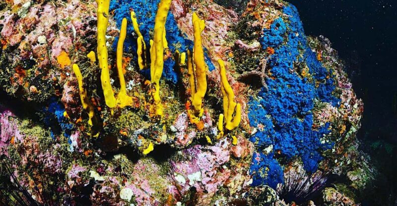 Zihuatanejo: Moonlit Dive at Las Gatas - Exploring Nocturnal Marine Life
