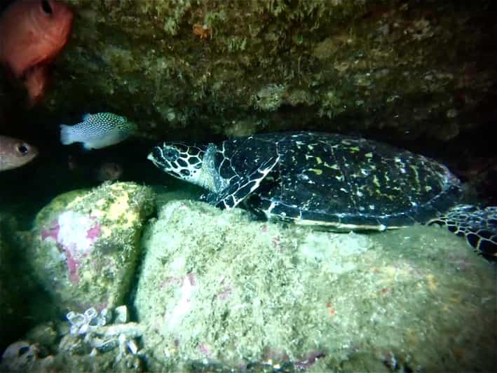 Zihuatanejo: Snorkeling in Manzanillo and Las Gatas - Pricing and Cancellation Policy