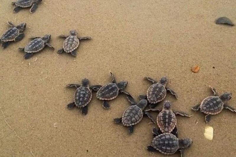 Zihuatanejo: Turtle Release Experience at Playa Blanca - Experience Highlights