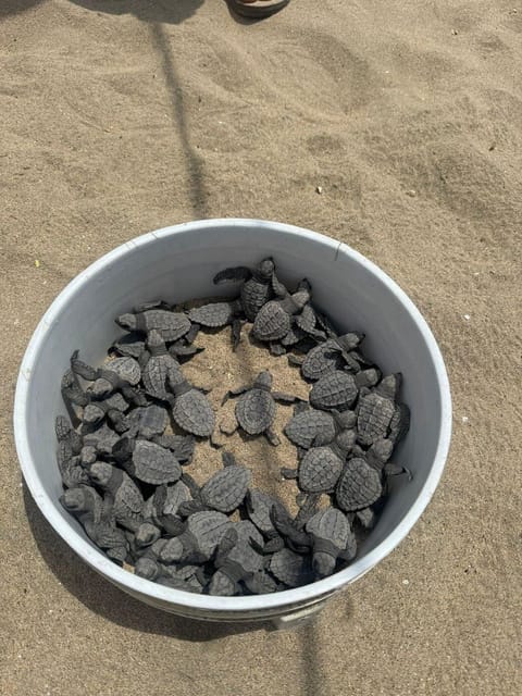 Zihuatanejo: Turtle Release Experience at Playa Blanca - Turtle Conservation Efforts
