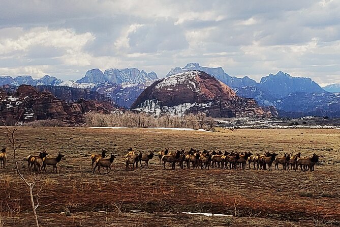 Zion National Park/Kolob Terrace Private 1/2 Day Sightseeing Tour - Accessibility and Tour Participants