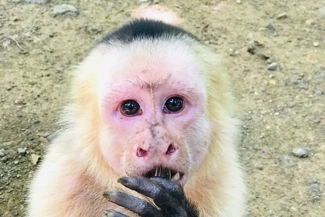 Zip Line and Monkey Park Activity at Guanacaste - Highlights of the Experience