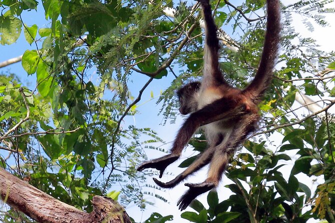 Zip Lining and Canoe Monkey Jungle in Tulum - Participant Reviews