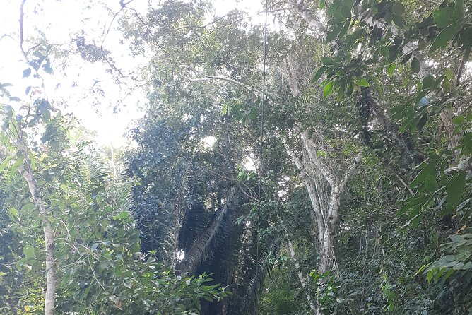 Zipline and Altun Ha From Belize City - Transportation and Inclusions