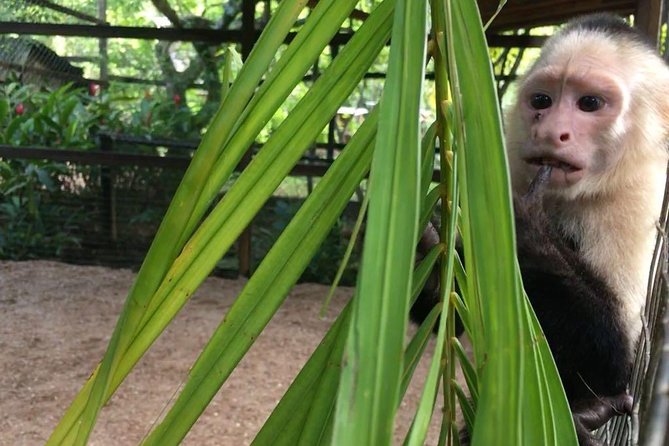 Zipline, Optional Monkeys/Sloths/Macaws Visit & West Bay Beach Resort: Roatan,HN - Guest Reviews and Highlights