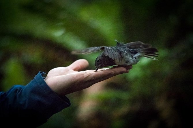 Ziplining Forest Adventure - The Original Canopy Tour Rotorua - Sustainability and Conservation Efforts