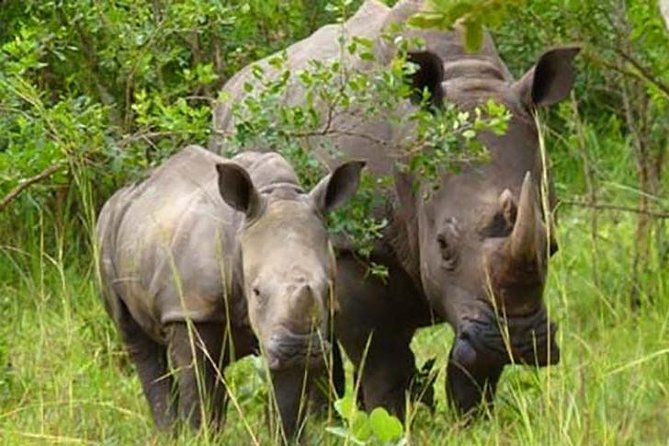 Ziwa Rhino Sanctuary - Key Points