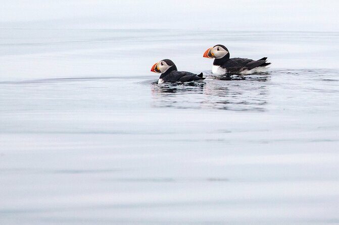Zodiac Coastal Tour with Naturalist Guide: Lunenburg - The Itinerary in Detail