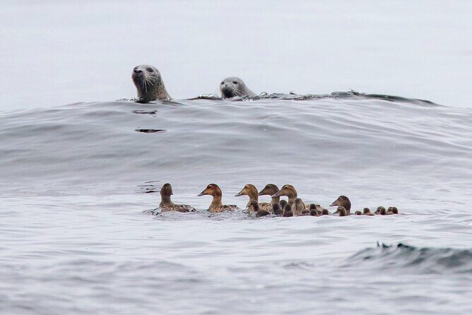 Zodiac Coastal Tour with Naturalist Guide: Lunenburg - Final Thoughts: Is It Worth It?