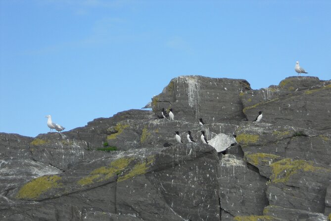 Zodiac Discovery of the Kamouraska Islands - Meeting Point and Location