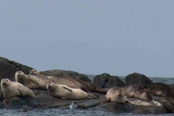 Zodiac Discovery of the Kamouraska Islands - Confirmation and Accessibility