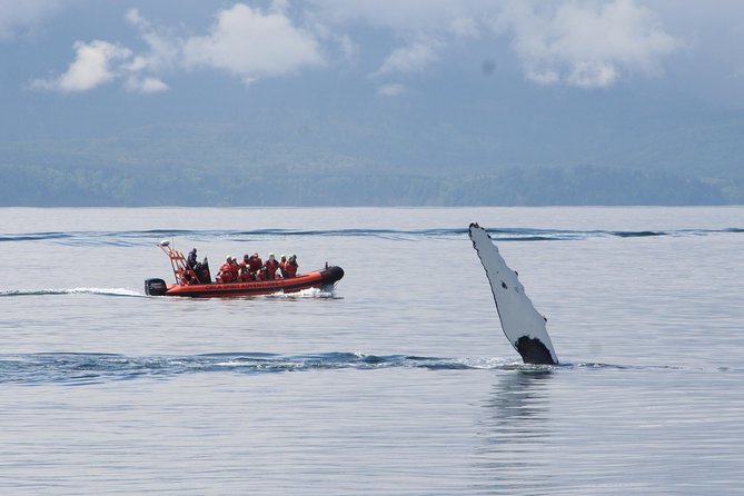 Zodiac Marine Wildlife Excursion From Victoria - Tour Inclusions