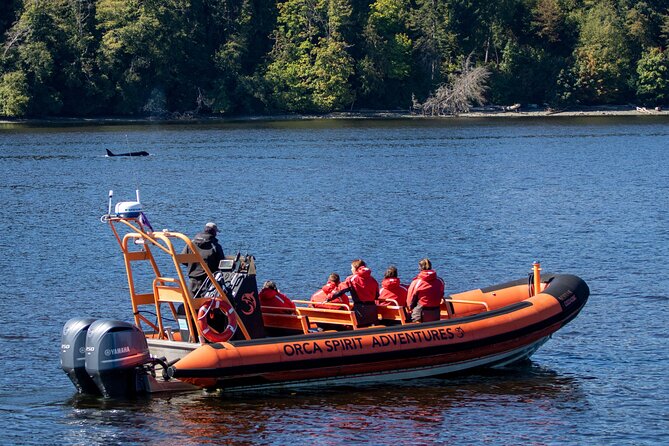 Zodiac Marine Wildlife Excursion From Victoria - Marine Wildlife Sightings