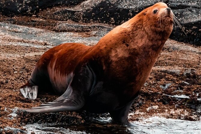 Zodiac Marine Wildlife Excursion From Victoria - Transportation and Accessibility