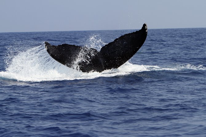Zodiac Raft Whale Watching Adventure - Beverages, Snacks, and Local Taxes Included