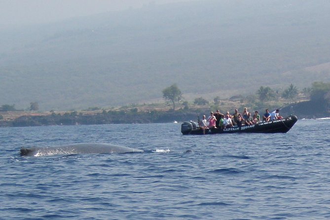Zodiac Raft Whale Watching Adventure - Meeting Point at Honokohau Marina