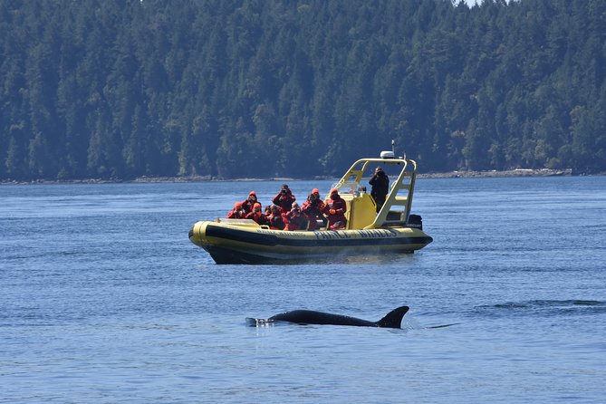 Zodiac Whale Watching Adventure From Telegraph Cove - Accessibility and Requirements