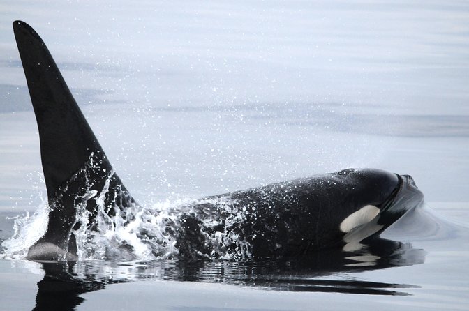 Zodiac Whale Watching Adventure From Telegraph Cove - Tour Highlights