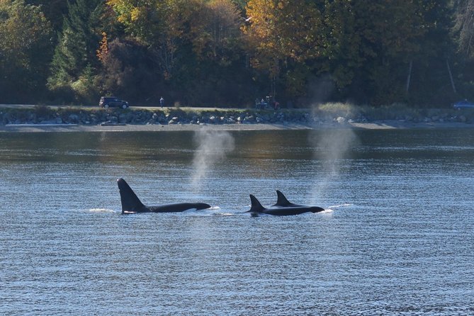 Zodiac Whale Watching Adventure From Victoria - Exclusions