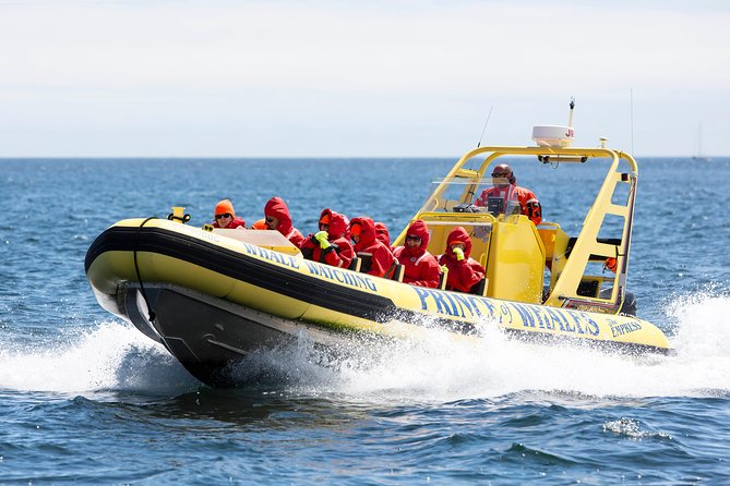 Zodiac Whale Watching Adventure From Victoria - Meeting and Pickup