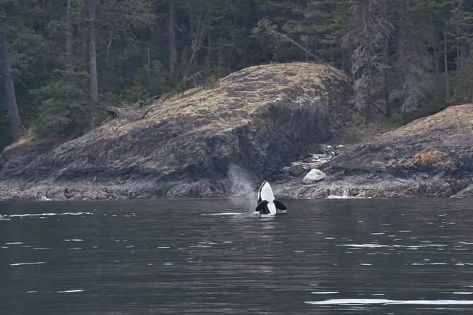 Zodiac Whale Watching Adventure From Victoria - Additional Information