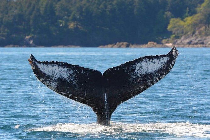 Zodiac Whale Watching Adventure From Victoria - Participant Requirements