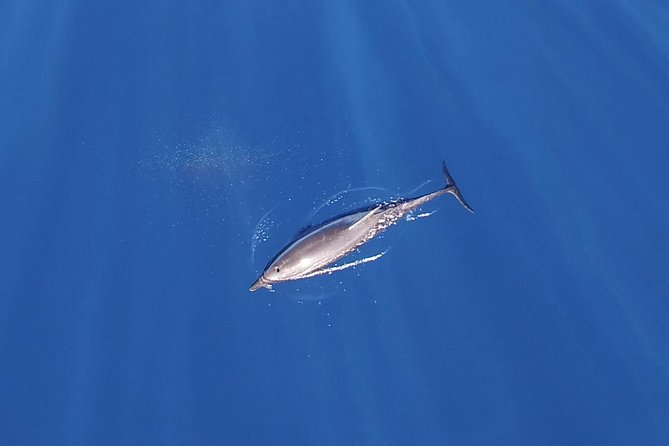 Zodiac Whale Watching Adventure - Incl FREE Photos & Whale Sightings Guarantee - Inclusions