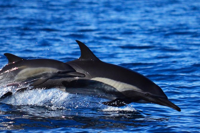 Zodiac Whale Watching Adventure - Incl FREE Photos & Whale Sightings Guarantee - Restrictions and Requirements