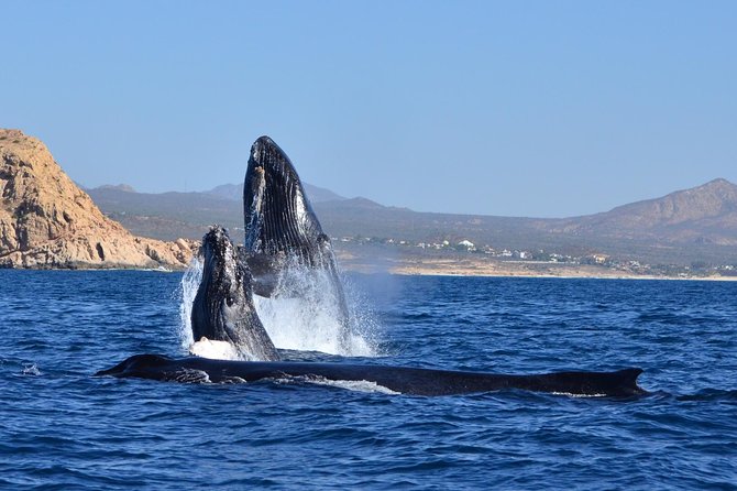 Zodiac Whale Watching Adventure - Incl FREE Photos & Whale Sightings Guarantee - Cancellation Policy
