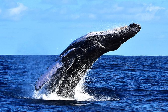 Zodiac Whale Watching Adventure - Incl FREE Photos & Whale Sightings Guarantee - Pricing