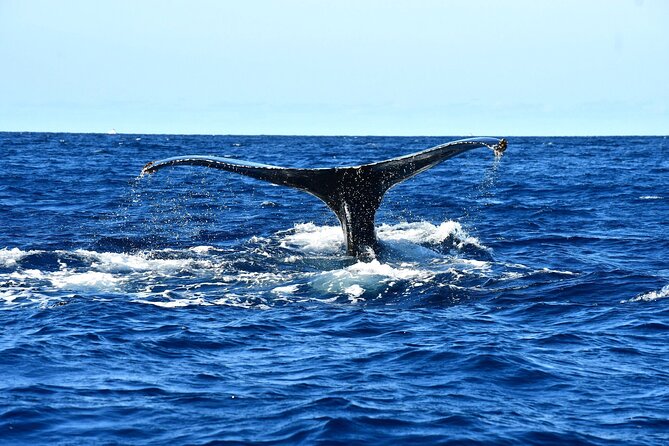 Zodiac Whale Watching Adventure - Incl FREE Photos & Whale Sightings Guarantee - What to Expect