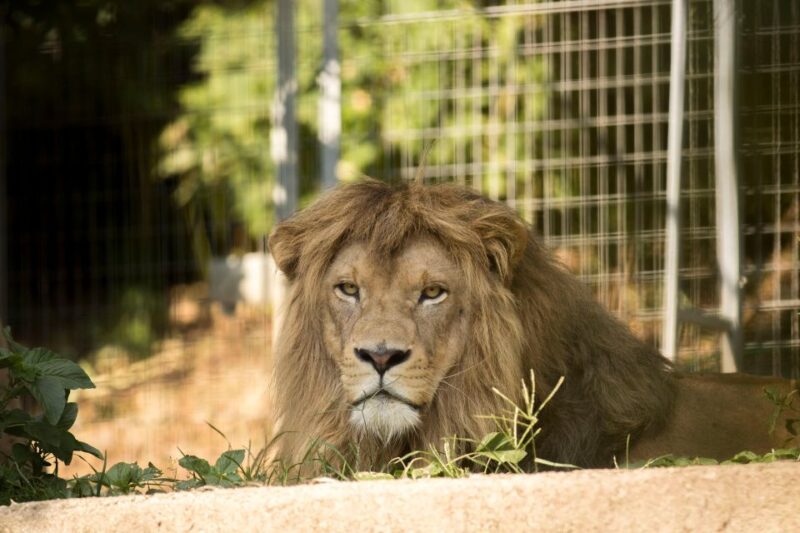 Zoo Al Maglio: 1-Day Ticket for the Jungle of Ticino - Educational Programs for Visitors